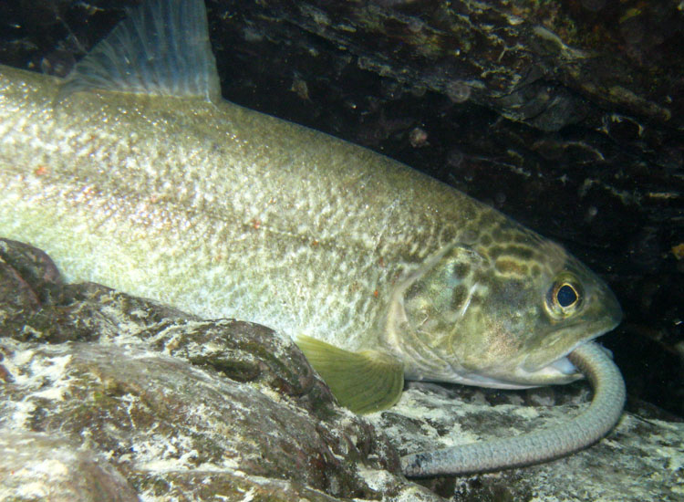 Immersione in fiume sloveno: trota marmorata ed altro...